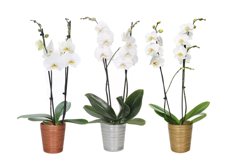 Phalaenopsis white 55cm 12cm Pot