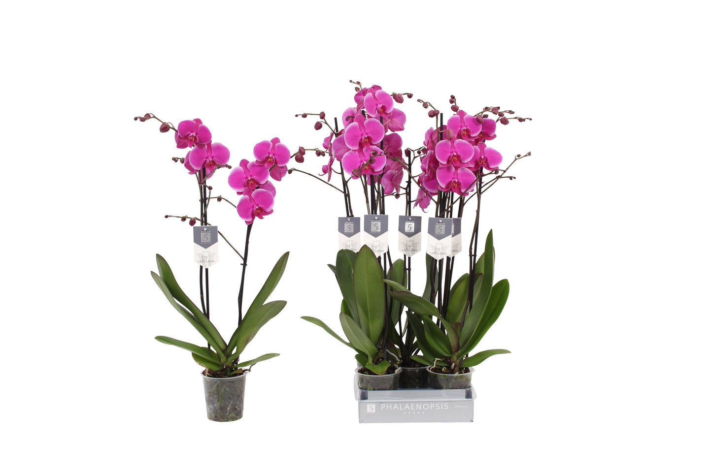 Vijverberg BV, kw. Piet Phalaenopsis Johannesburg Pack of 5