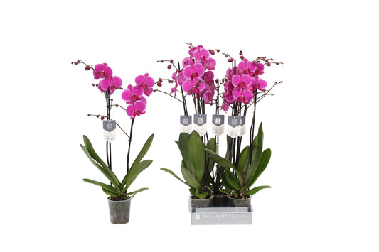 Phalaenopsis Johannesburg 70cm 12cm Pot