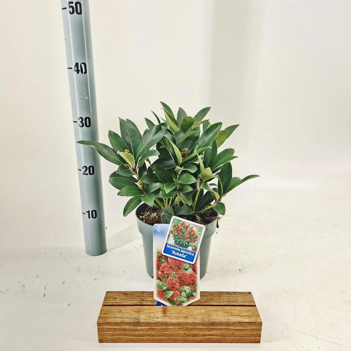 Skimmia japonica Rubella 30cm 17cm Pot