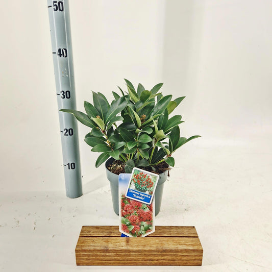 Skimmia japonica Rubella 30cm 17cm Pot