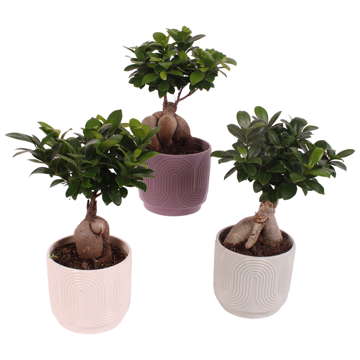 Ficus Ginseng 35cm 14cm Pot