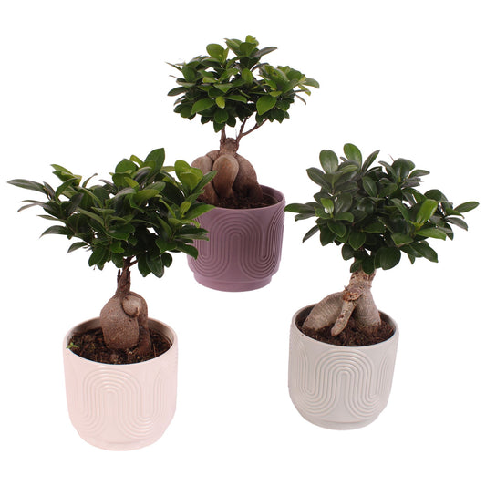 Ficus Ginseng 35cm 14cm Pot
