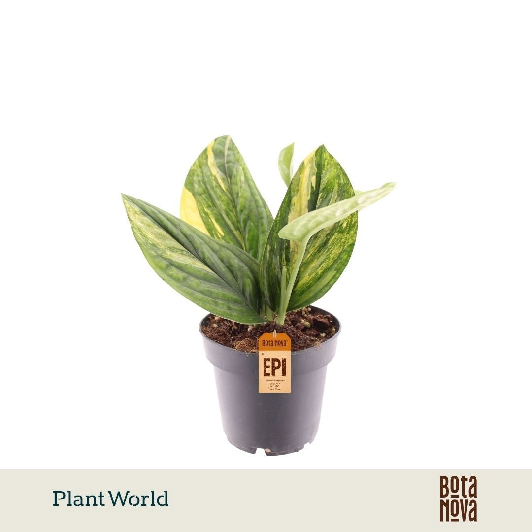 Plantworld Jogrow Epipremnum pinnatum Marble Planet Pack of 6