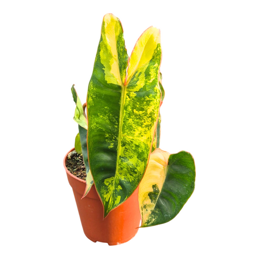 Philodendron scandens 10cm 9cm Pot