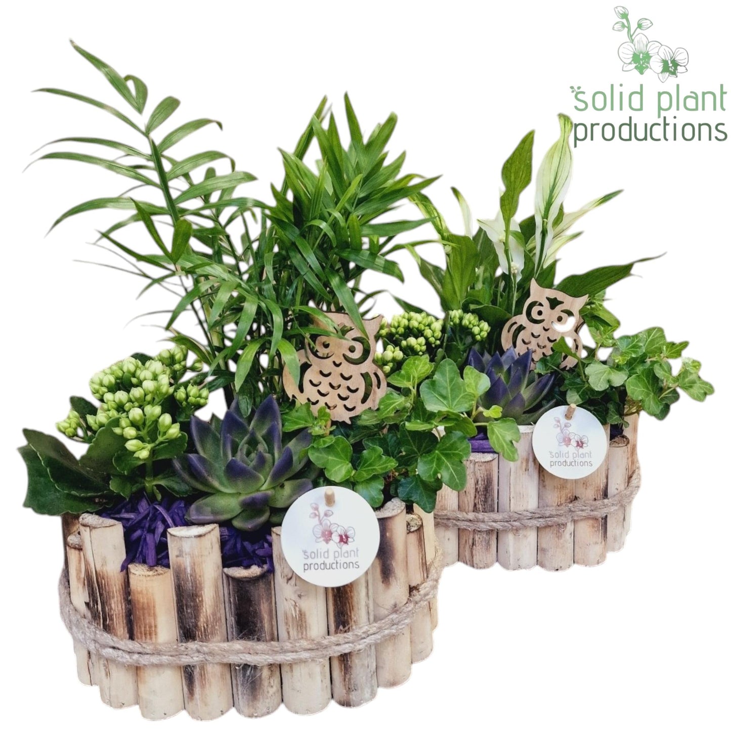 HSCE003 Bologna Small Autumn Purple 35cm 23cm Pot