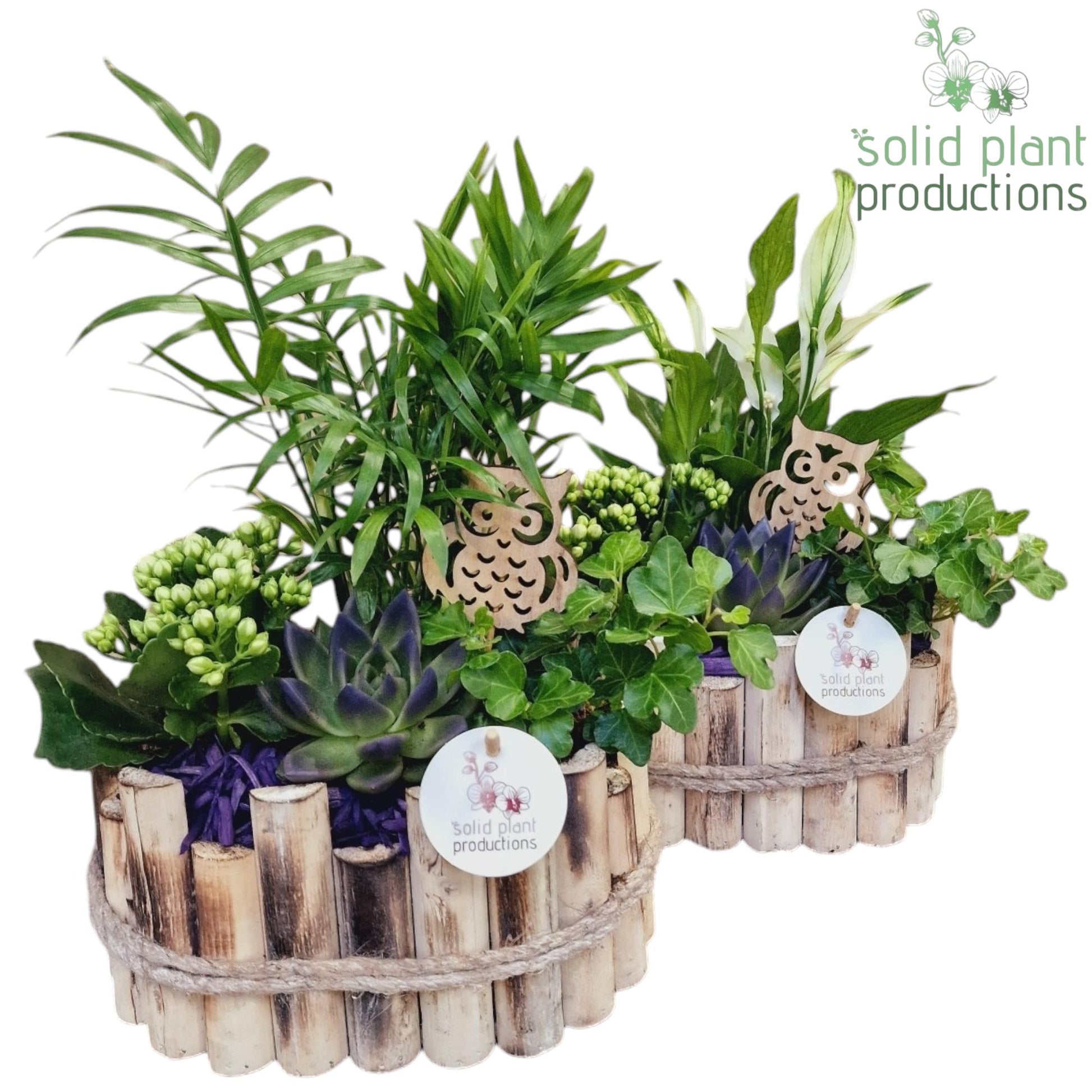 HSCE003 Bologna Small Autumn Purple 35cm 23cm Pot