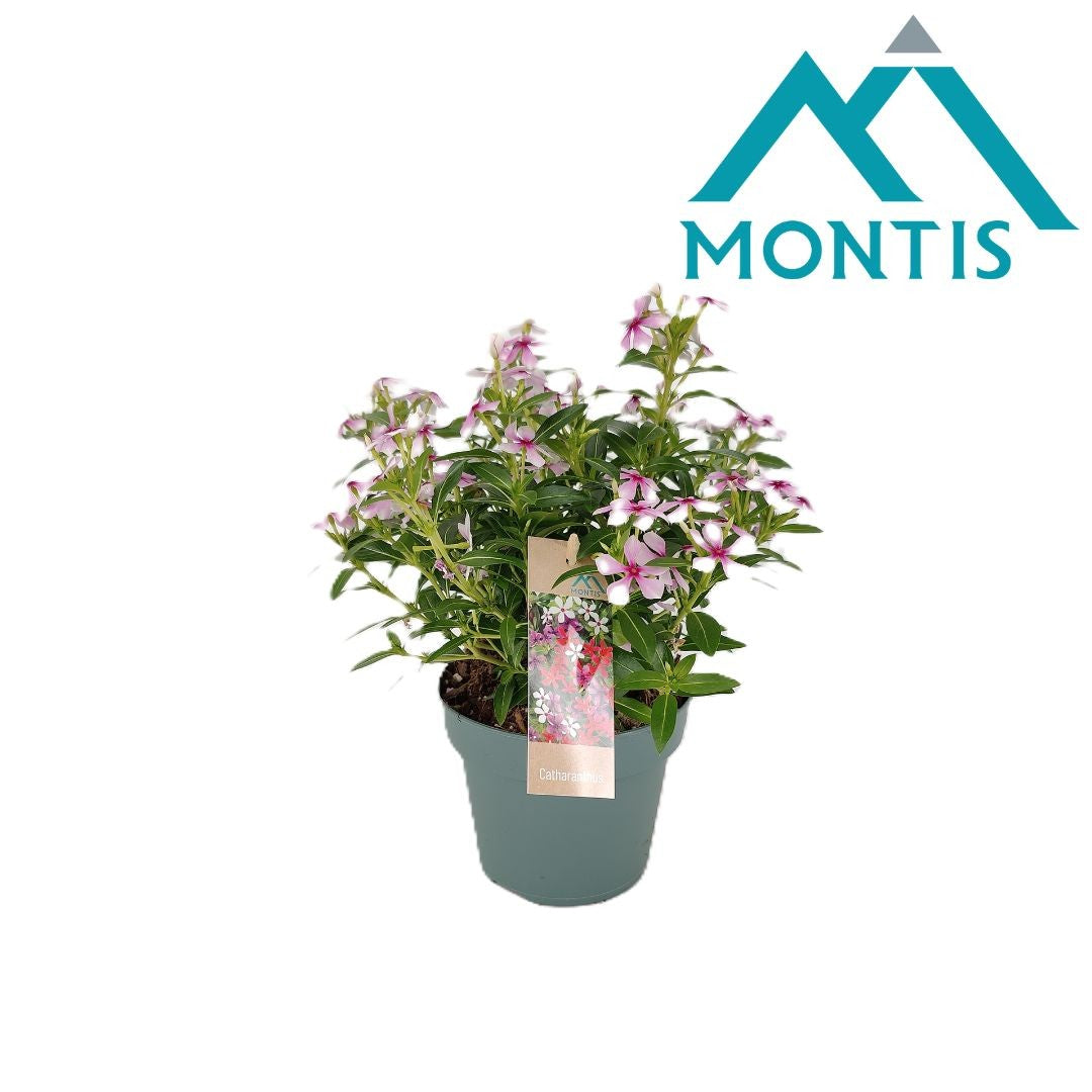 Catharanthus Soirée Light Pink Dark Eye 17cm 14cm Pot