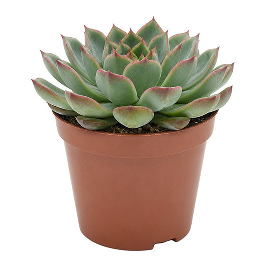 Echeveria Amado 10cm Special Pot (508)