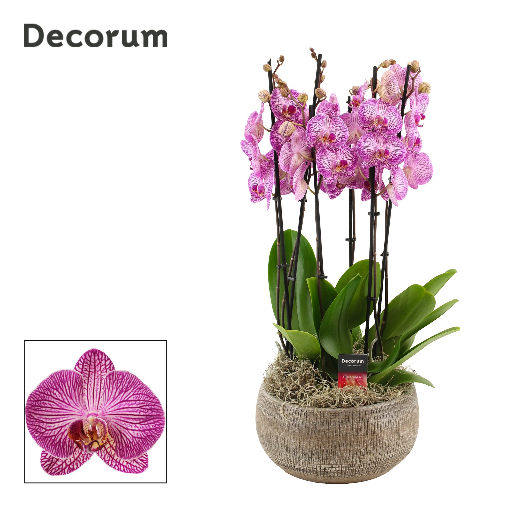Phalaenopsis purple 65cm 27cm Pot