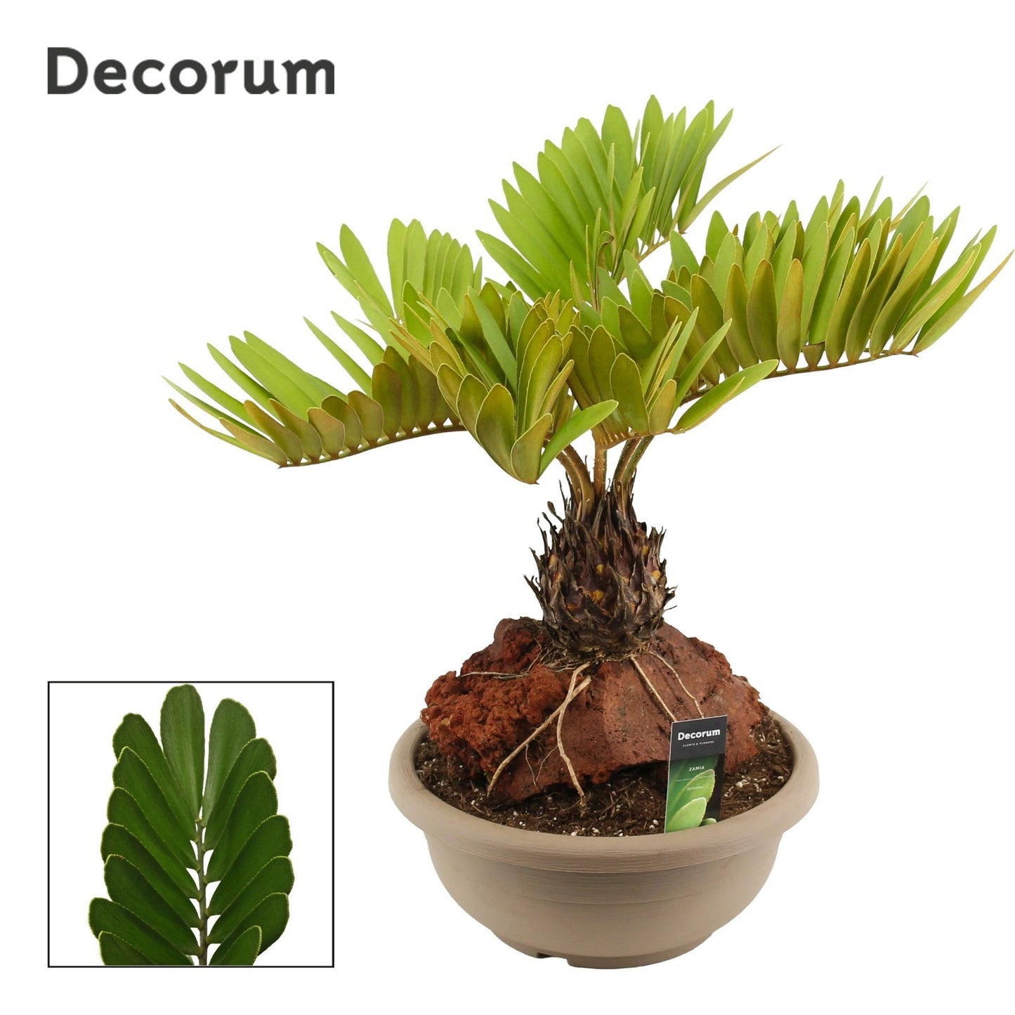 Zamia pumila 60cm 35cm Pot