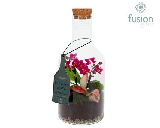 Green Bottle Fles Small met Phalaenopsis arrangement 35cm 15cm Pot