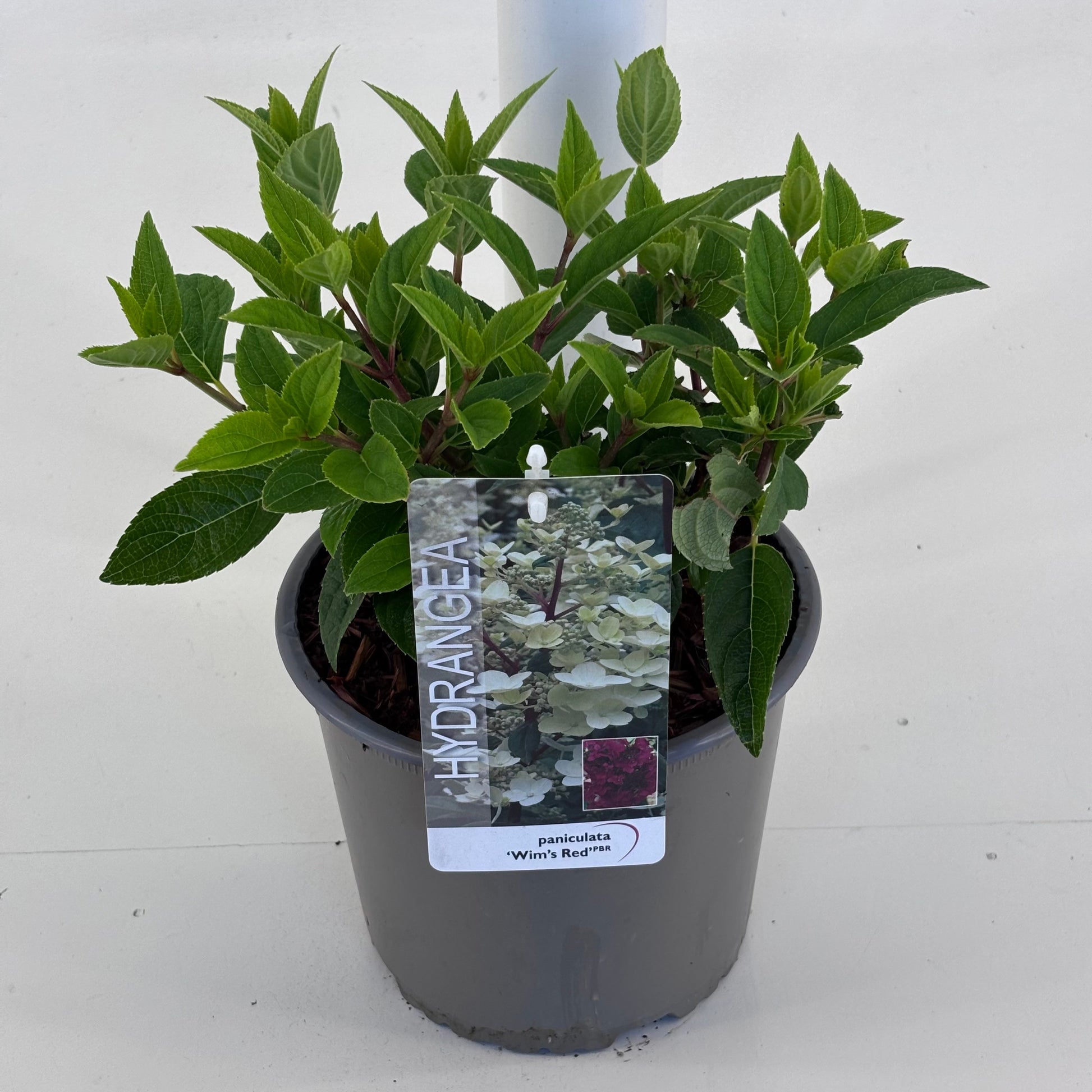Hydrangea paniculata 25cm 19cm Pot