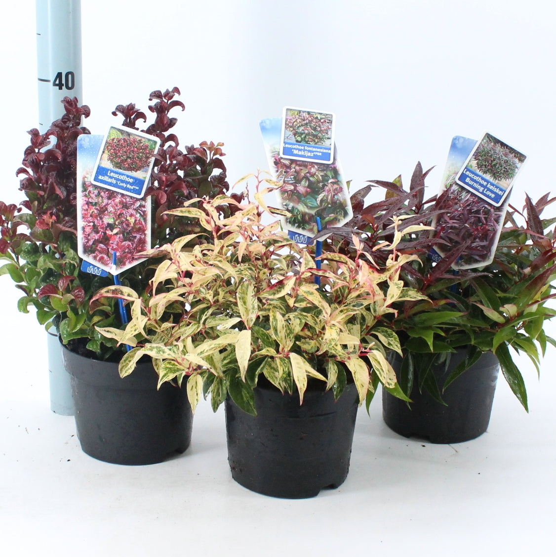 Leucothoe mix 25cm 17cm Pot