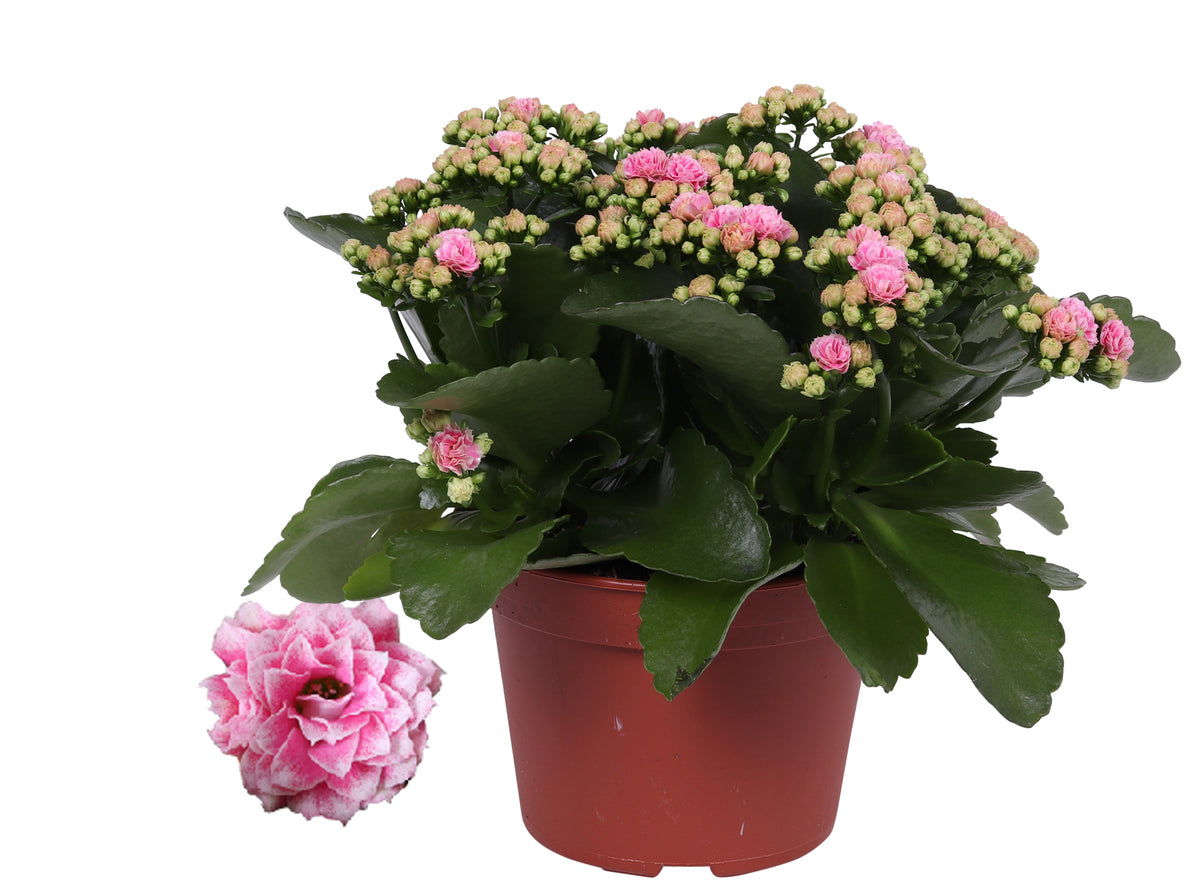 Kalanchoe Rosalina Don Alano 27cm 15cm Pot