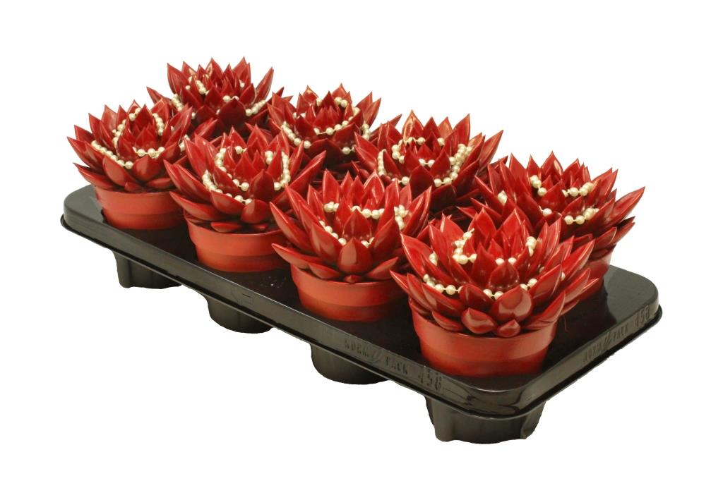 Echeveria Miranda 15cm 12cm Pot