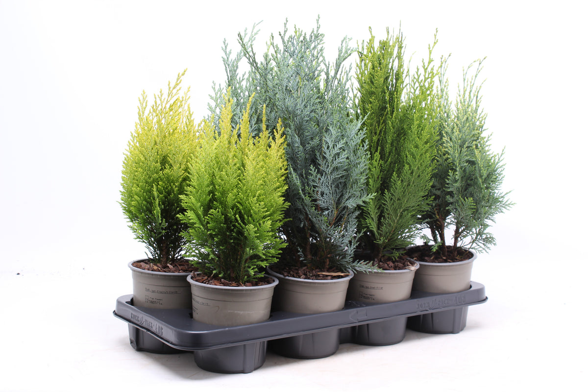 Conifer upright mix 45cm 13cm Pot