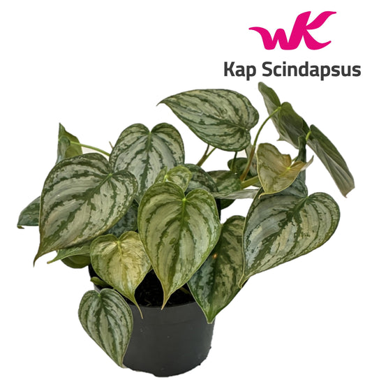 Philodendron brandtianum 20cm 12cm Pot
