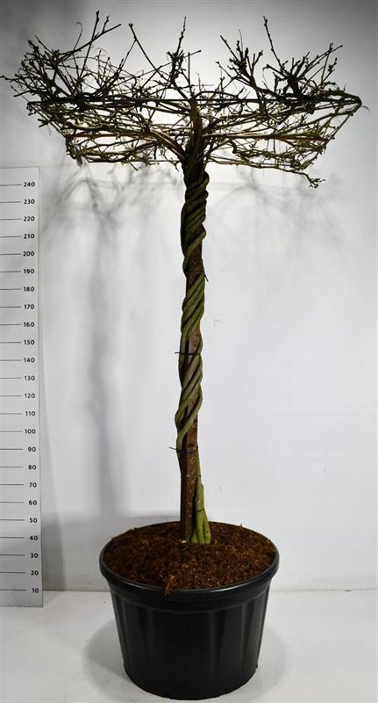 Wisteria Hybrid mix 270cm 80cm Pot