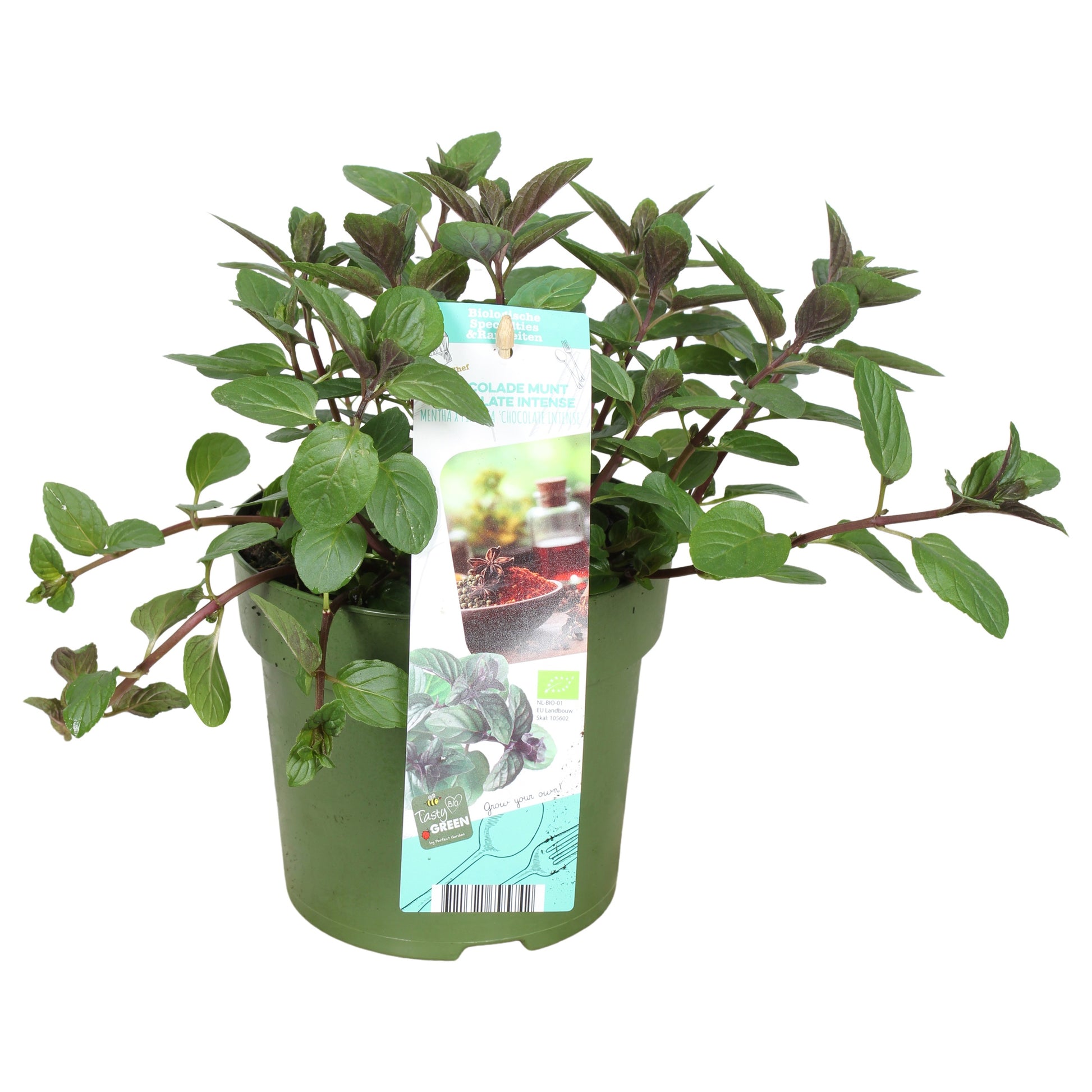 Mentha piperita 30cm 14cm Pot