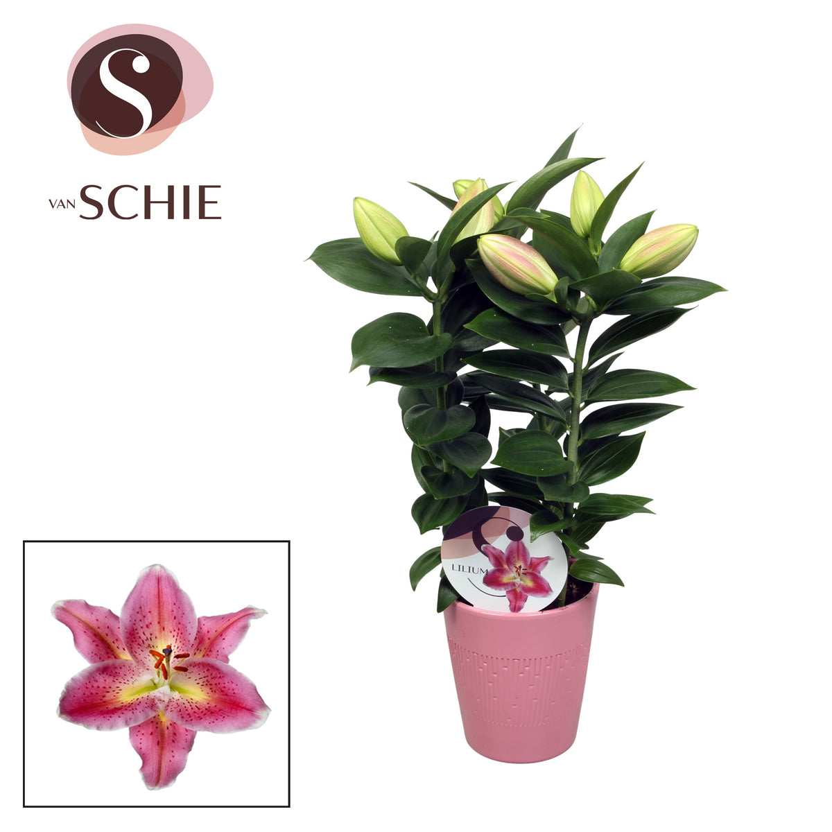 Lilium oriental mix 55cm 13cm Pot