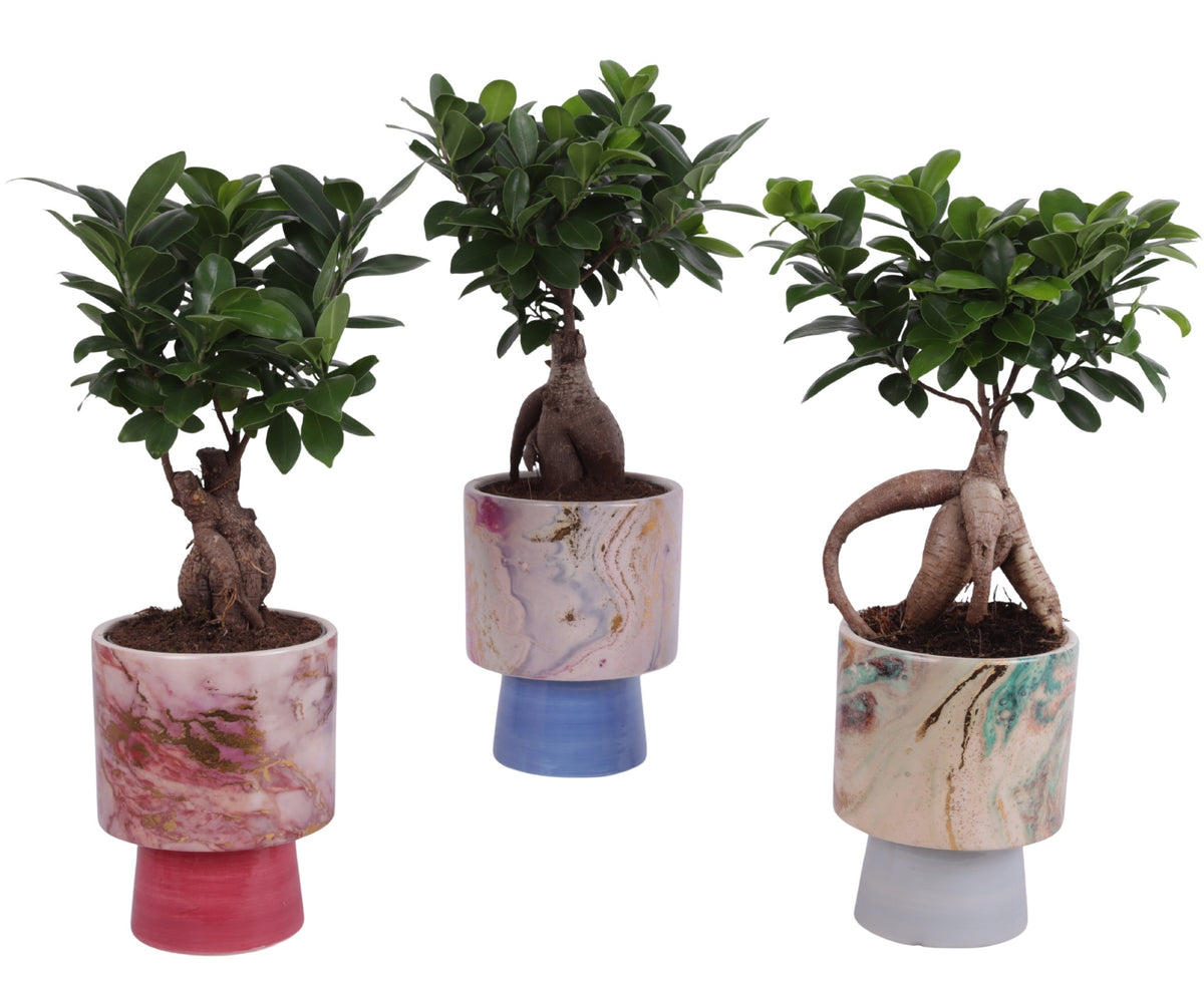 Ficus Ginseng 35cm 14cm Pot