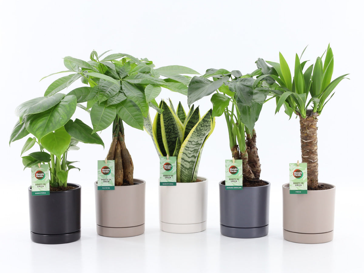 Foliage houseplants mix 35cm 13cm Pot