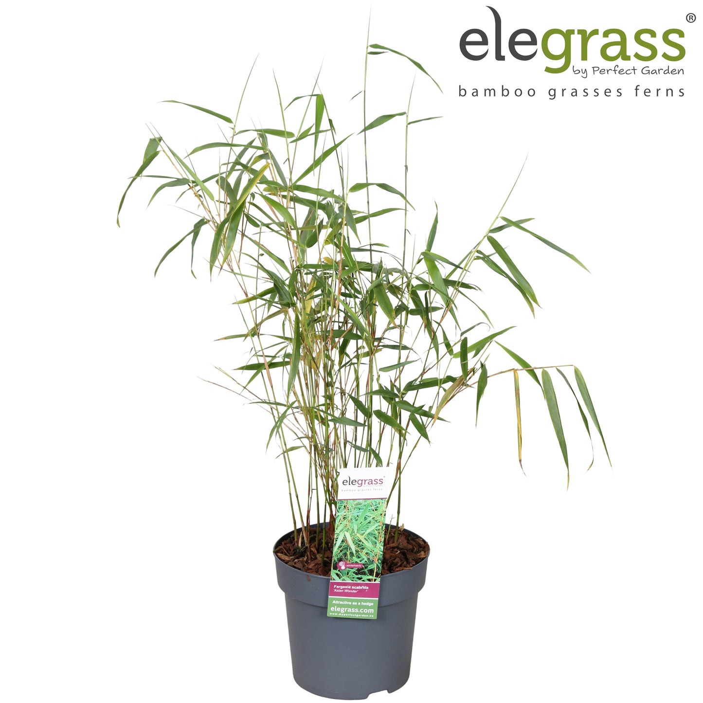 Fargesia Asian Wonder 70cm 14cm Pot