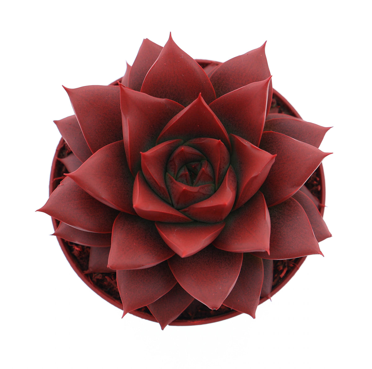 Echeveria Purpusorum 10cm 8.5cm Pot
