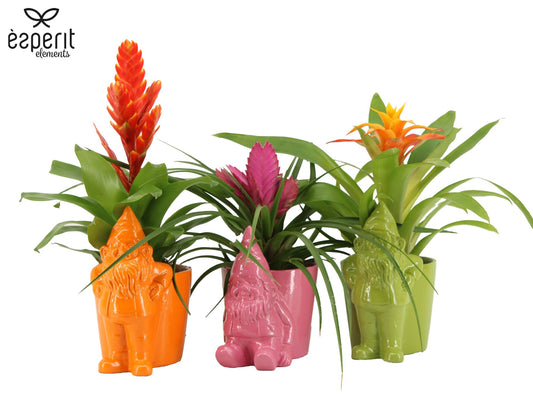 Esperit Elements Vof Bromelia mix Pack of 6