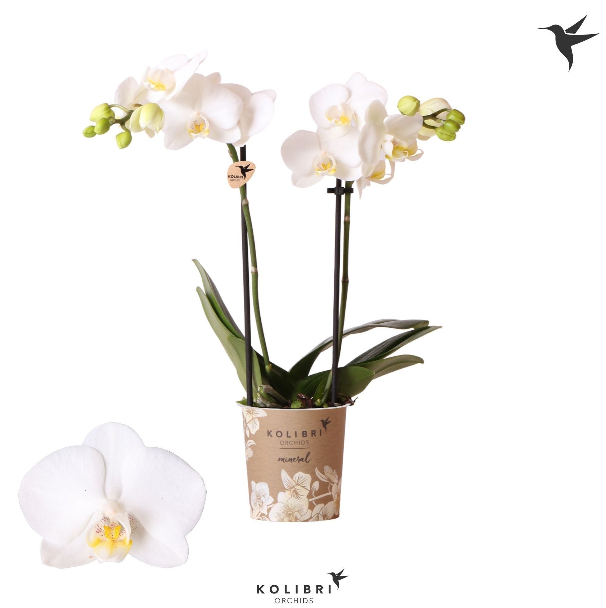 Phalaenopsis mf. Sweden 40cm 9cm Pot