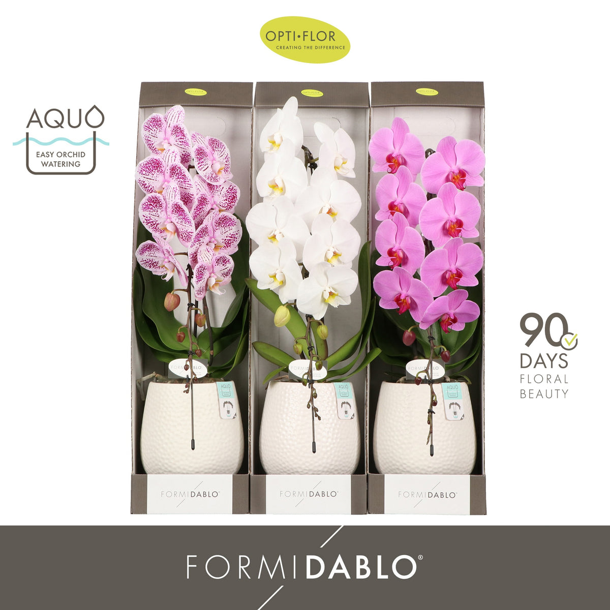 Phalaenopsis mix 70cm 12cm Pot