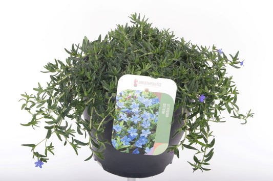 Glandora dif. Grace Ward 25cm 23cm Pot