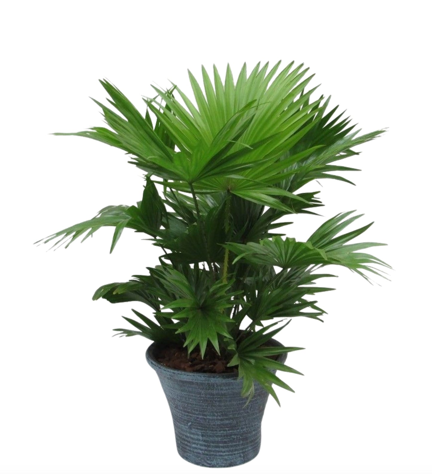 Livistona rotundifolia 60cm 23cm Pot