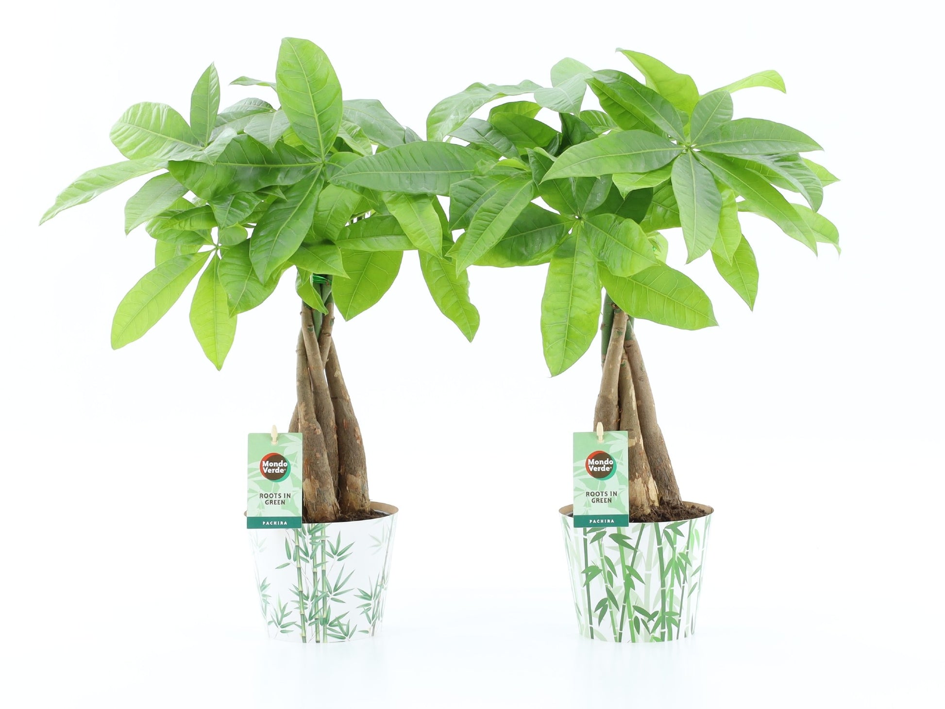 Pachira aquatica 45cm 12cm Pot