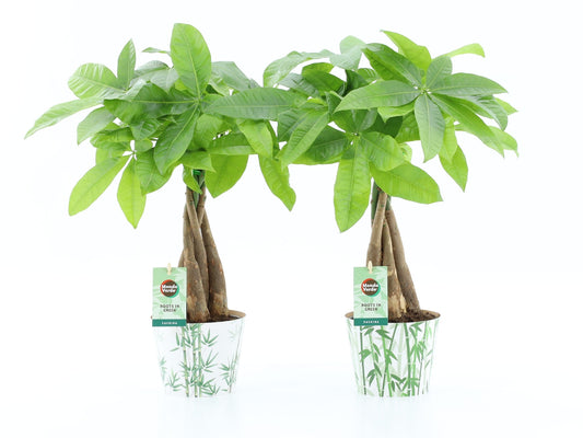 Pachira aquatica 45cm 12cm Pot