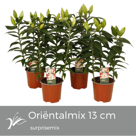 Lilium oriental mix 40cm 13cm Pot