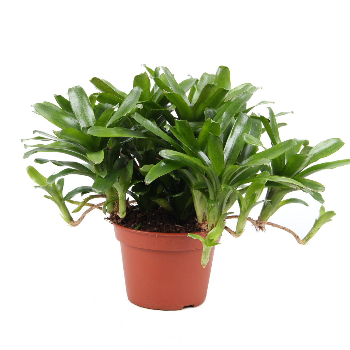Nidularium Fire Ball 45cm 15cm Pot