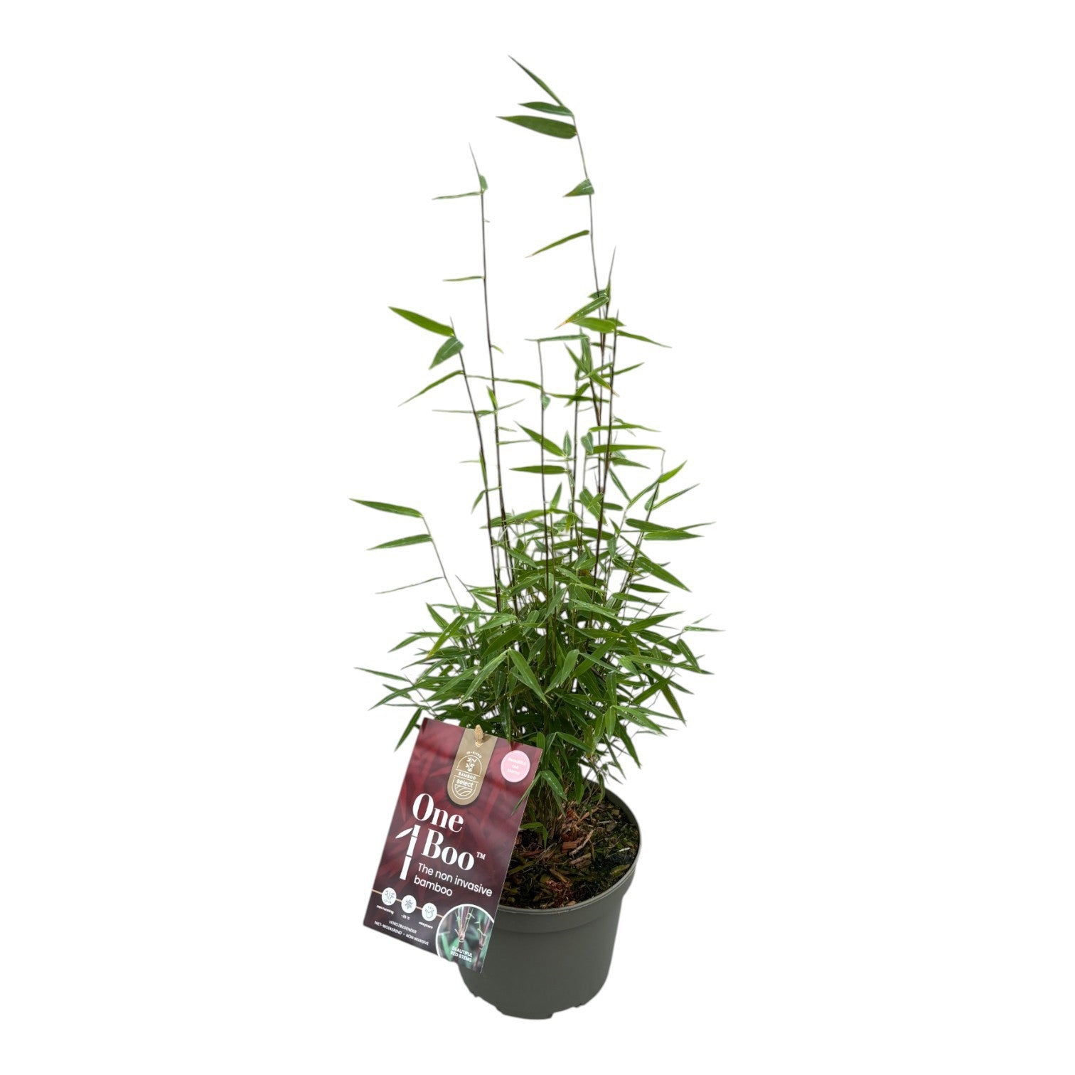 Fargesia One Boo Red 40cm 17cm Pot