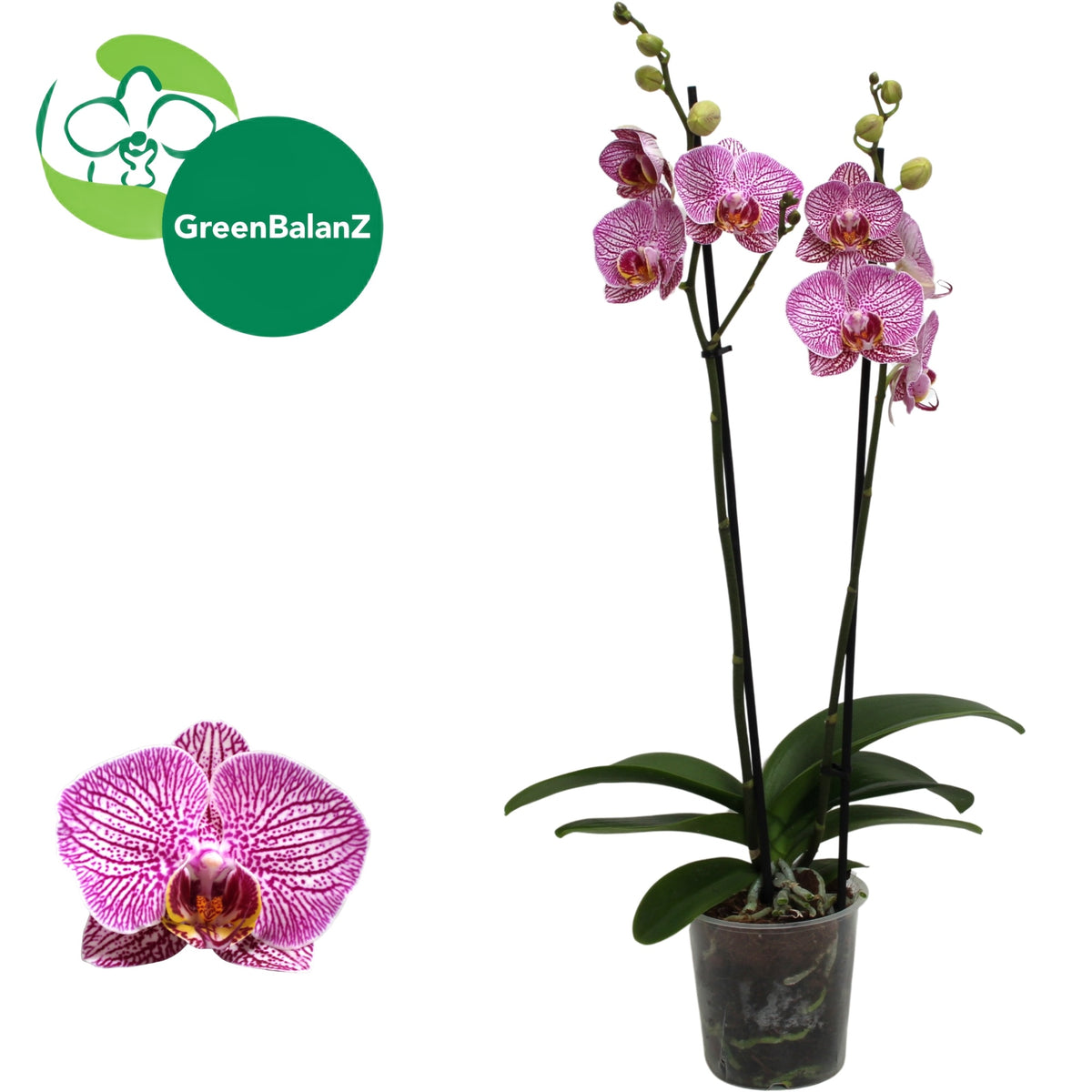 Phalaenopsis purple 55cm 12cm Pot
