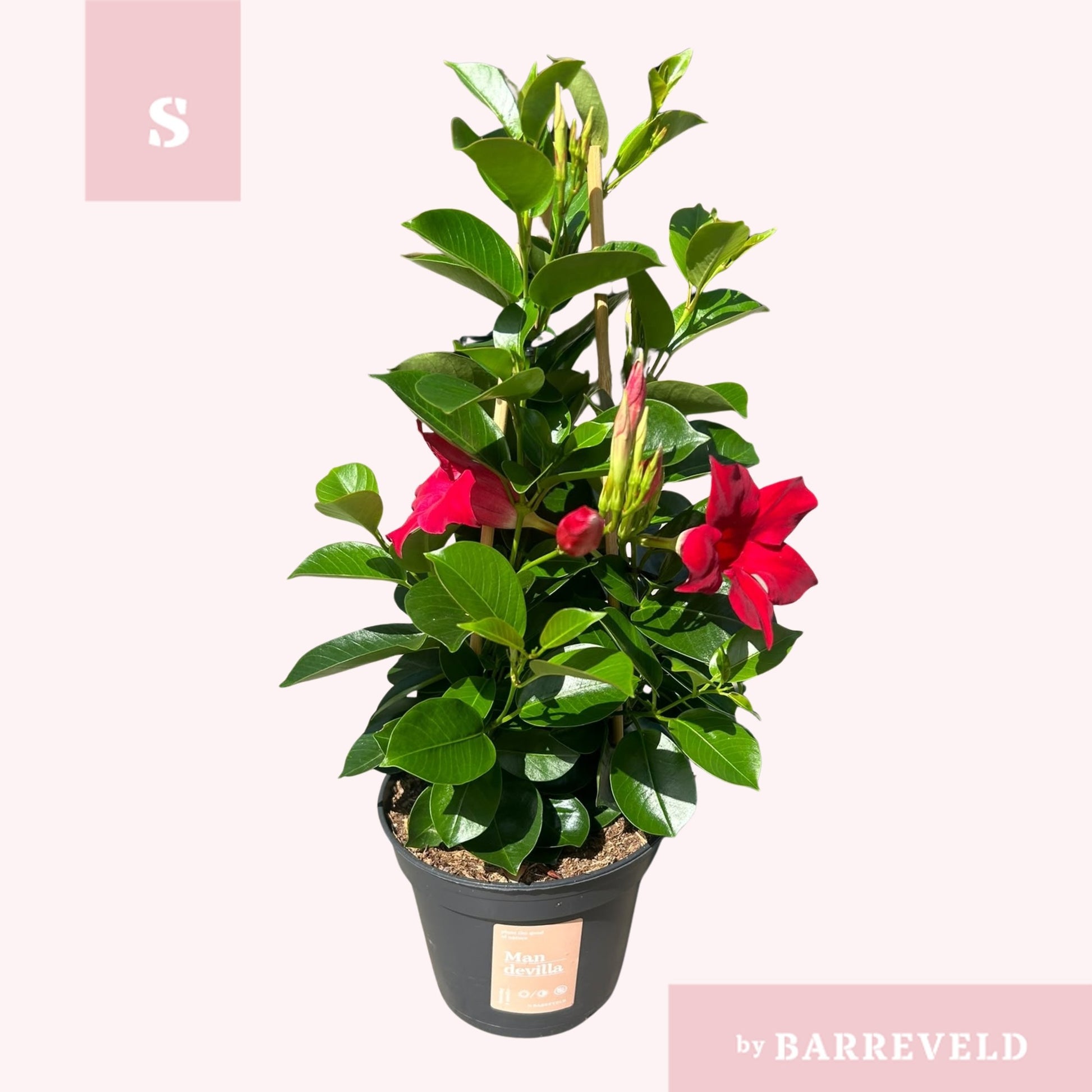 Mandevilla Red 40cm 14cm Pot