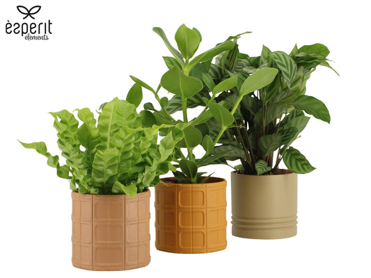 Foliage houseplants mix 35cm 12cm Pot