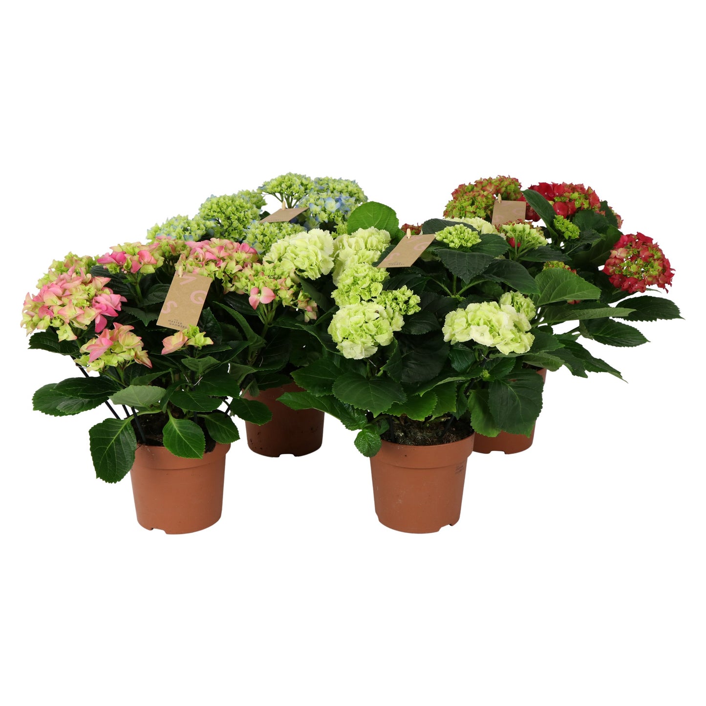 Hydrangea macrophylla mix 40cm 14cm Pot