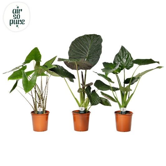 Alocasia mix 95cm 24cm Pot