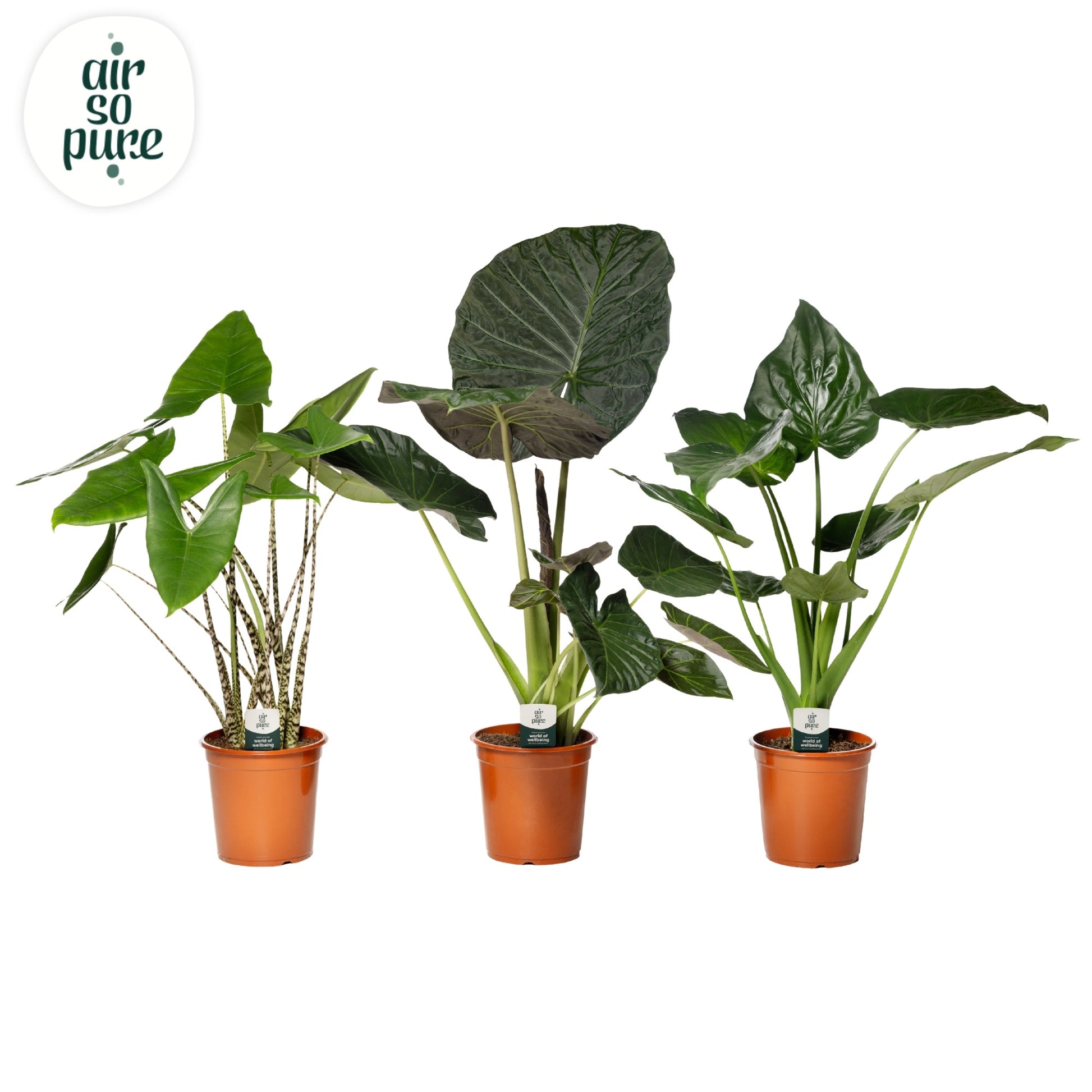 Alocasia mix 95cm 24cm Pot