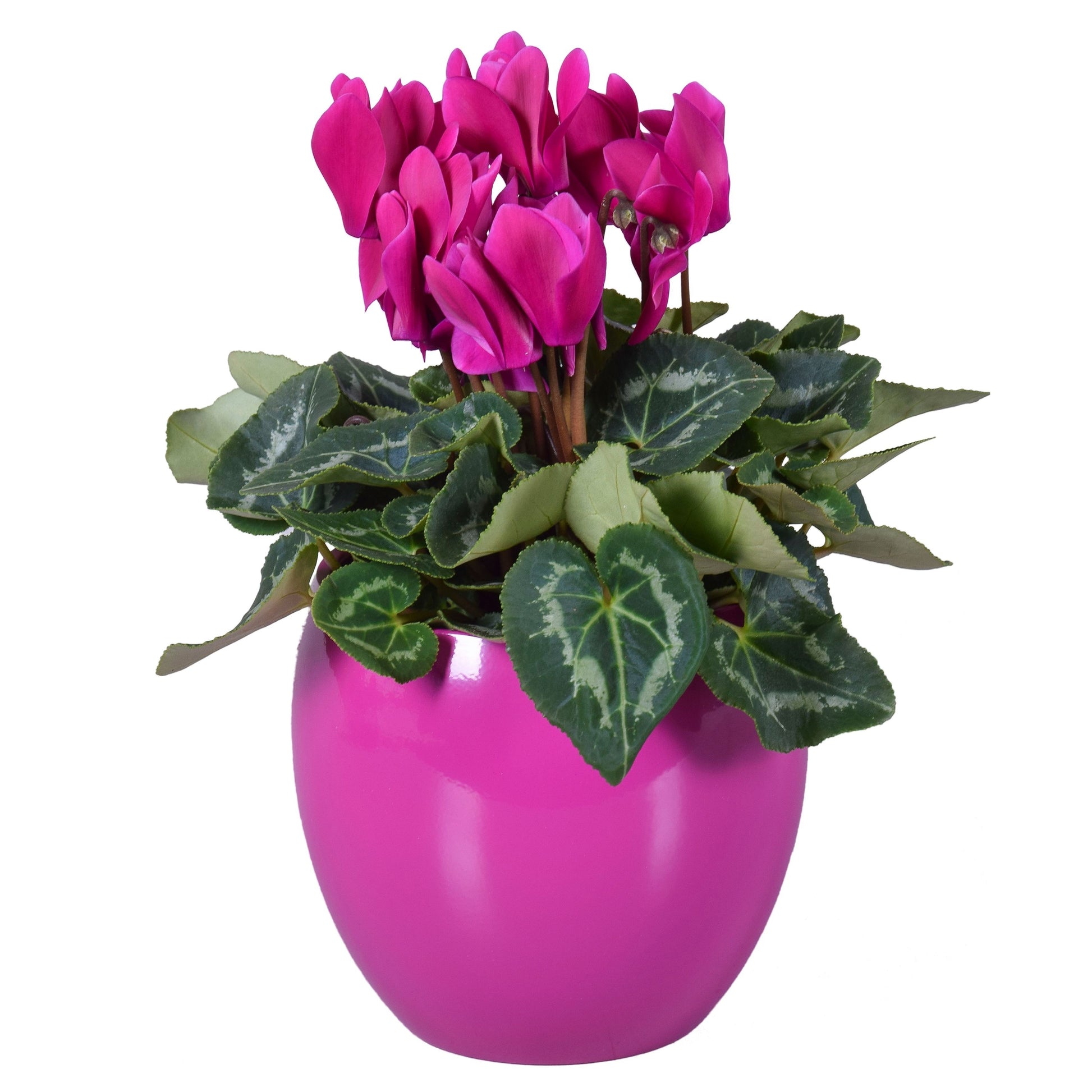 Cyclamen Allure purple 27cm 12cm Pot