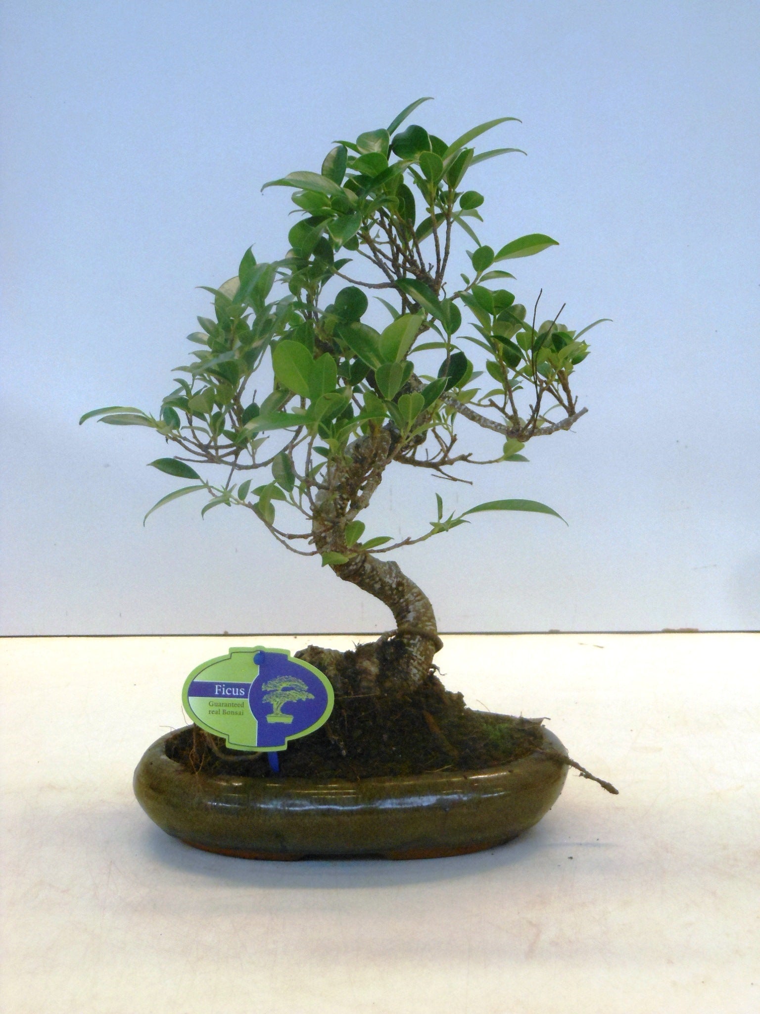Bonsai Mix 35cm 24cm Pot