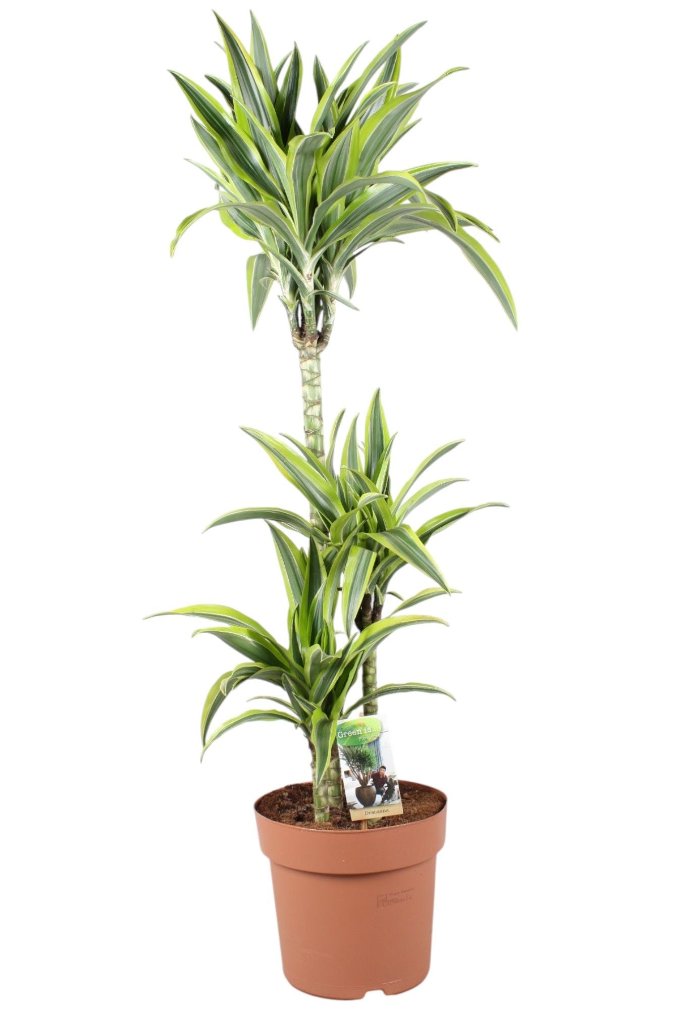 Vireo-Hedera plant BV Dracaena fragrans Lemon Lime Pack of 1