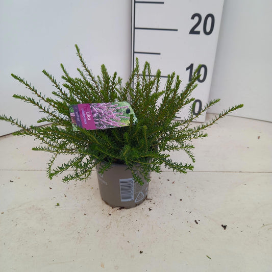 Erica Darley Dale 15cm 10.5cm Pot