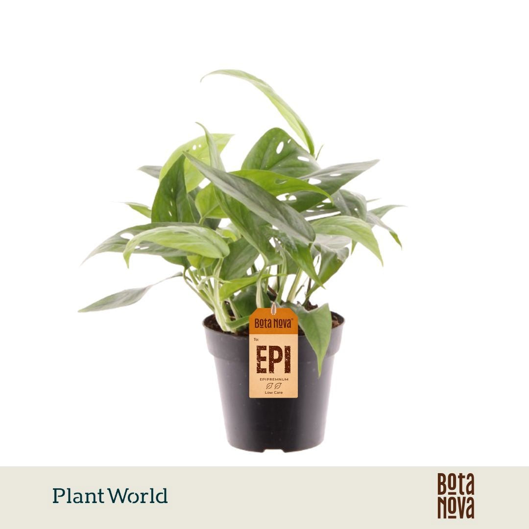 Epipremnum pinnatum Cebu Blue 20cm 12cm Pot